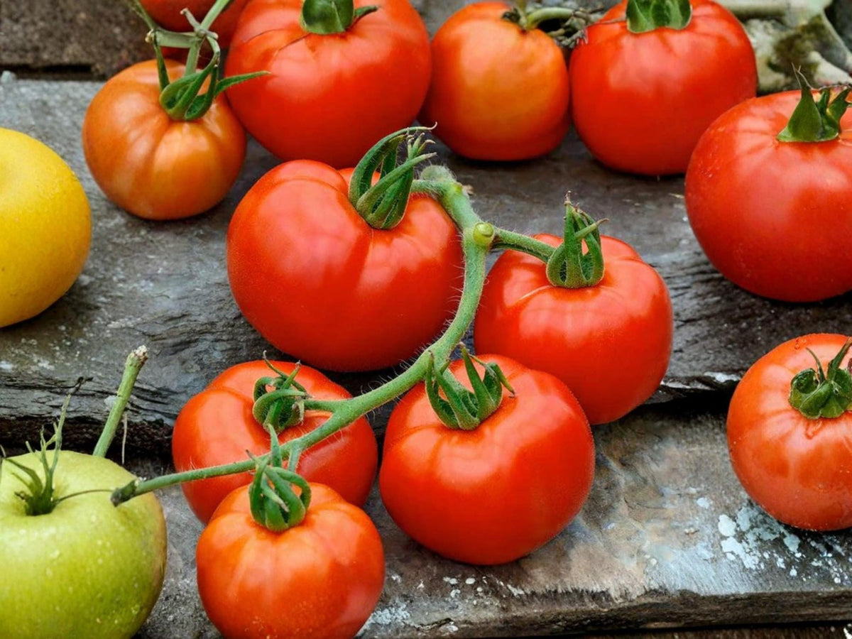 Rutgers Tomato Seeds – Classic Slicing Heirloom – 30 Seeds