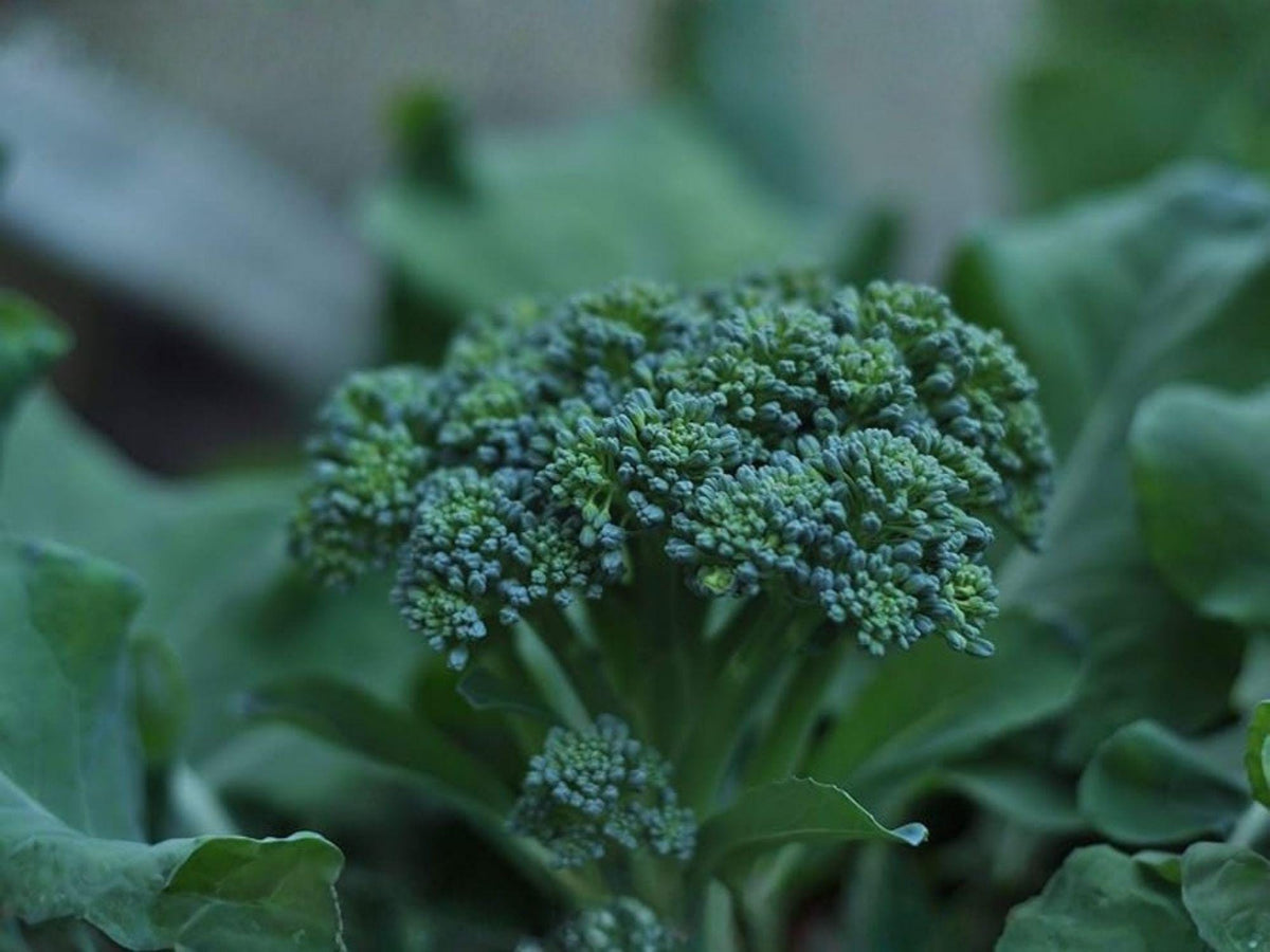 Di Cicco Broccoli Seeds – 500 Heirloom Vegetable Garden Seeds for Planting