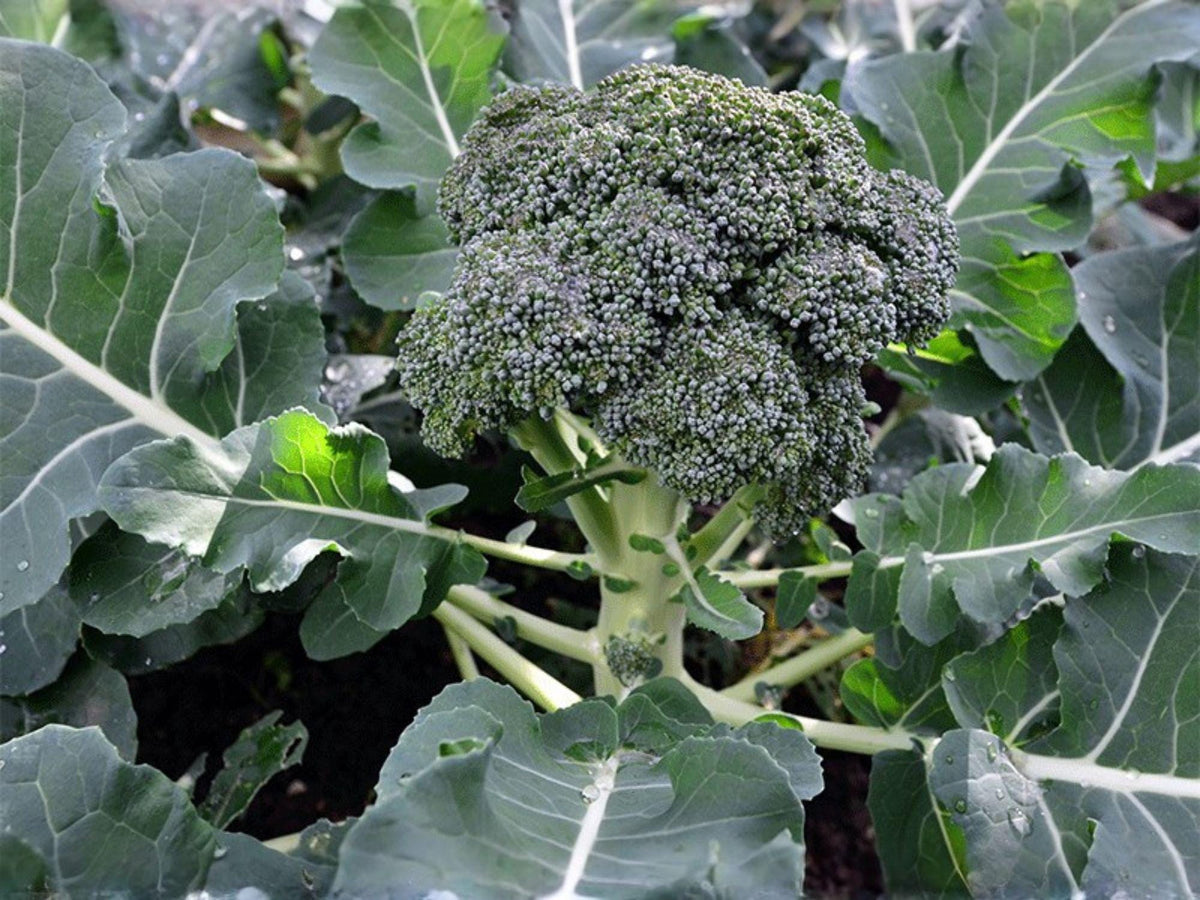 Waltham 29 Broccoli Seeds – 500 Heirloom Cold Hardy Broccoli for Fall & Spring Gardens