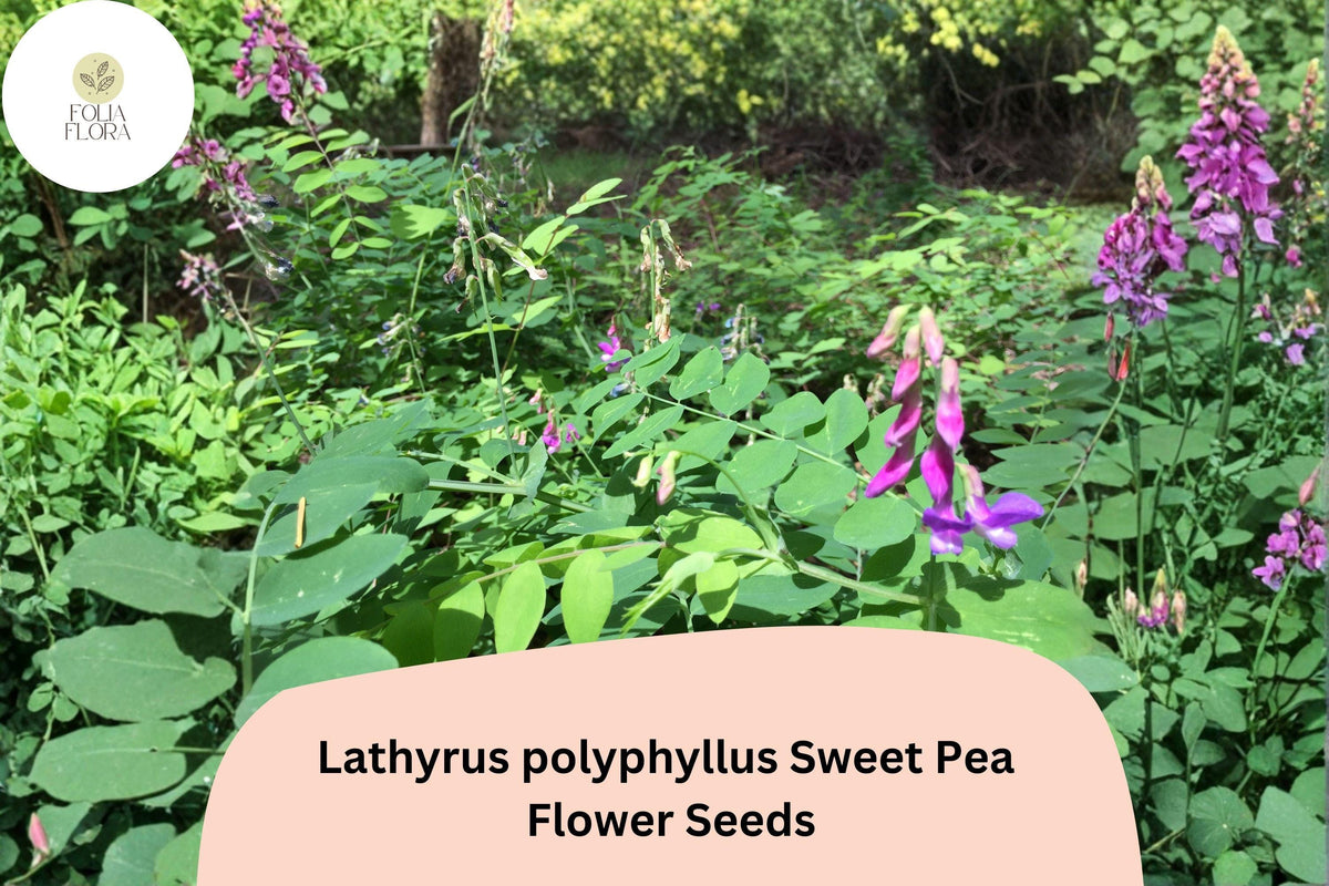 50 Lathyrus polyphyllus Perennial Sweet Pea Seeds - Purple Climbing Vine for Trellis