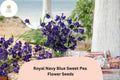50 Royal Navy Blue Sweet Pea Seeds - Deep Blue Climbing Flowers for Trellis & Garden