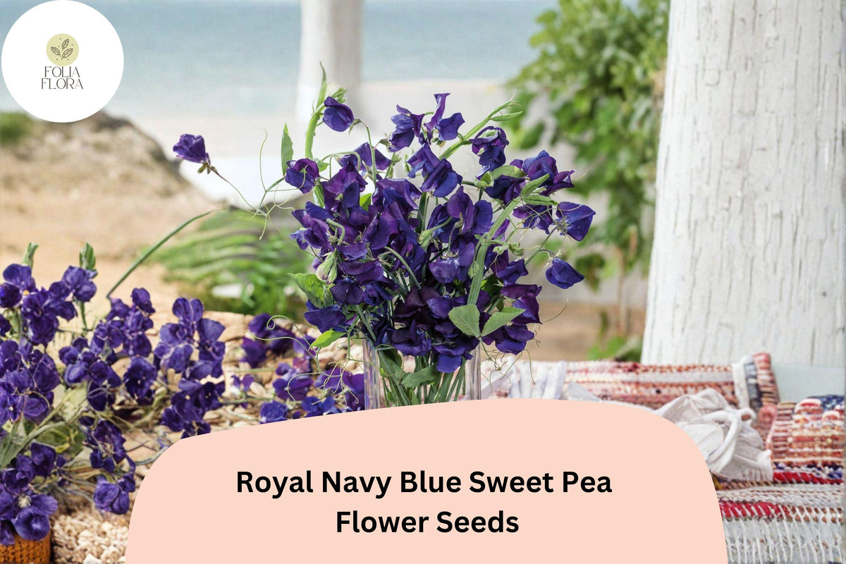 50 Royal Navy Blue Sweet Pea Seeds - Deep Blue Climbing Flowers for Trellis & Garden