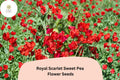 50 Royal Scarlet Sweet Pea Seeds - Bright Red Climbing Flowers for Trellis & Garden