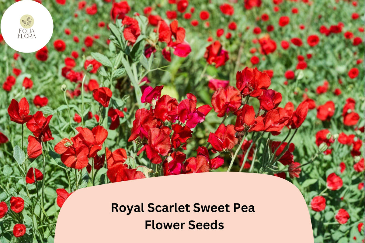 50 Royal Scarlet Sweet Pea Seeds - Bright Red Climbing Flowers for Trellis & Garden