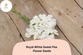 50 Royal White Sweet Pea Seeds - Pure White Climbing Flowers for Trellis & Garden