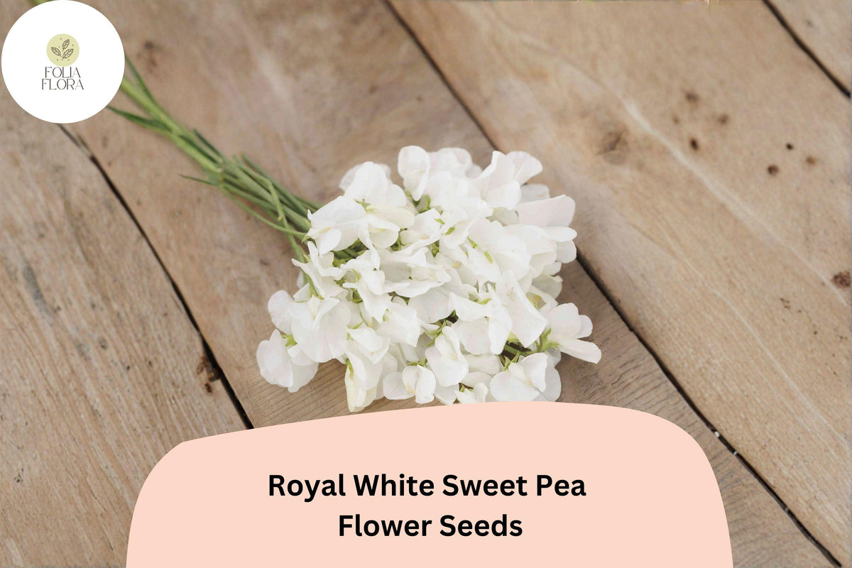 50 Royal White Sweet Pea Seeds - Pure White Climbing Flowers for Trellis & Garden