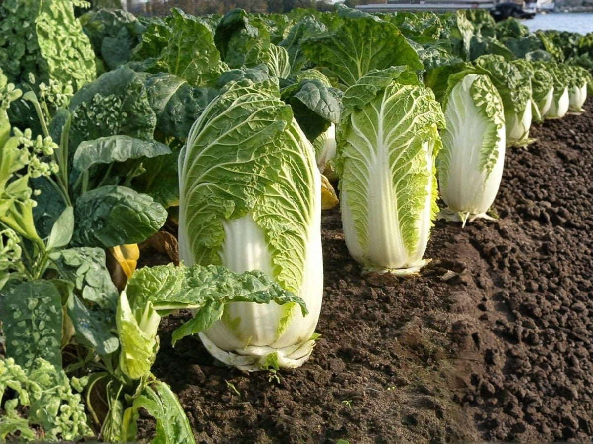 Michihli Chinese Cabbage Seeds – 300 Heading Napa Cabbage Seeds for Planting