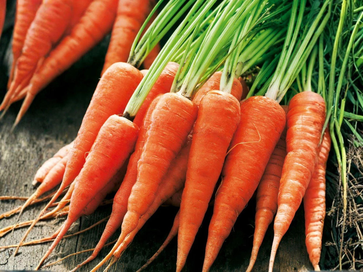 Chantenay Red Cored Carrot Seeds – 500 Heirloom Sweet Thick Roots for Garden Planting