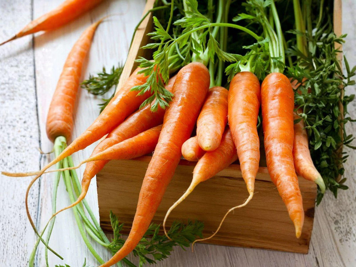 Tendersweet Carrot Seeds – 500 Heirloom Seeds for Extra Sweet Long Roots