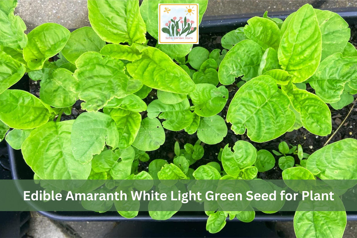 500 Amaranth Seeds White Light Green Edible Leafy Greens