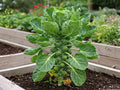 Catskill Brussels Sprouts Seeds – 500 Heirloom Cold Hardy Seeds for Planting