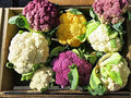 Snowball Y Improved Cauliflower Seeds – 250 Heirloom White Cauliflower Seeds for Planting