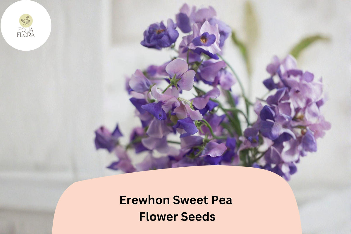 50 Erewhon Sweet Pea Seeds – Soft Lavender Climbing Flowers for Trellis & Garden