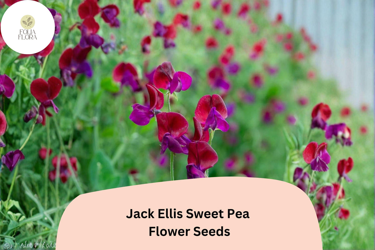 50 Jack Ellis Sweet Pea Seeds – Rich Maroon Climbing Flowers for Trellis & Garden