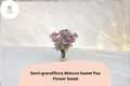 50 Semi-Grandiflora Mixed Sweet Pea Seeds – Multi-Color Climbing Flowers for Trellis & Garden