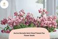 50 Aurora Borealis Semi-Dwarf Sweet Pea Seeds – Multi-Color Flowers for Garden & Trellis