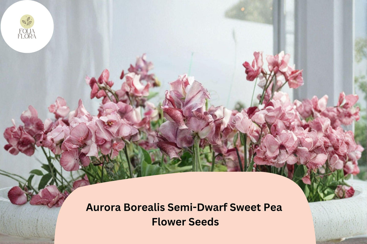 50 Aurora Borealis Semi-Dwarf Sweet Pea Seeds – Multi-Color Flowers for Garden & Trellis