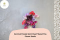 50 Carnival Parade Sweet Pea Seeds Semi-Dwarf Multi-Color Flower Seeds for Garden & Trellis