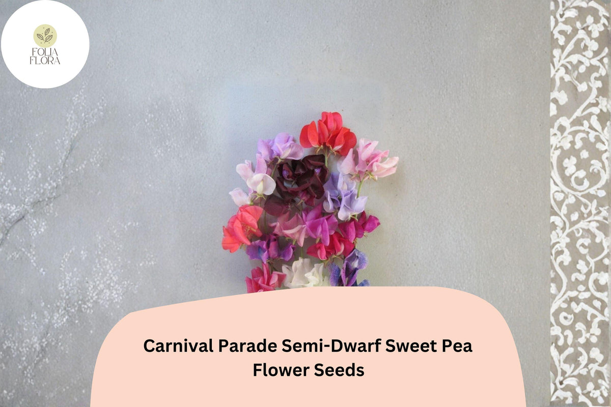 50 Carnival Parade Sweet Pea Seeds Semi-Dwarf Multi-Color Flower Seeds for Garden & Trellis