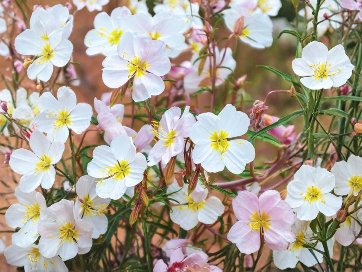 100 Pale Evening Primrose Seeds – Oenothera pallida – Native Perennial Wildflower