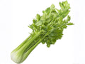 Tall Utah Celery Seeds – 2000 Heirloom Seeds for Crisp Green Stalks