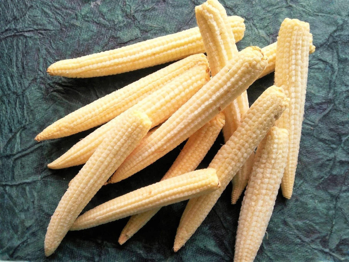 Japanese Hulless White Popcorn Seeds – Heirloom Open Pollinated (50 Seeds)