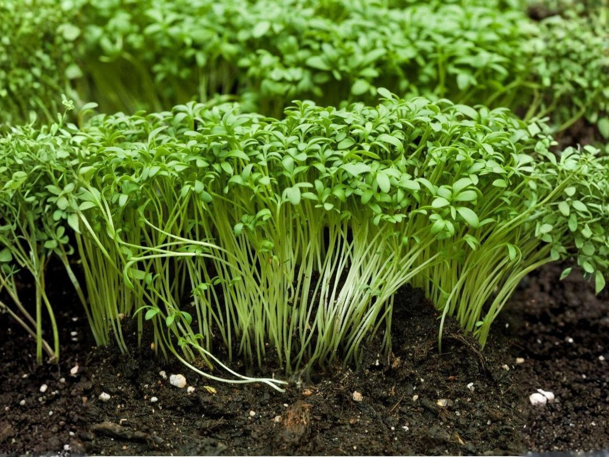 Curled Garden Cress Seeds – 750 Heirloom Herb Vegetable Seeds for Planting