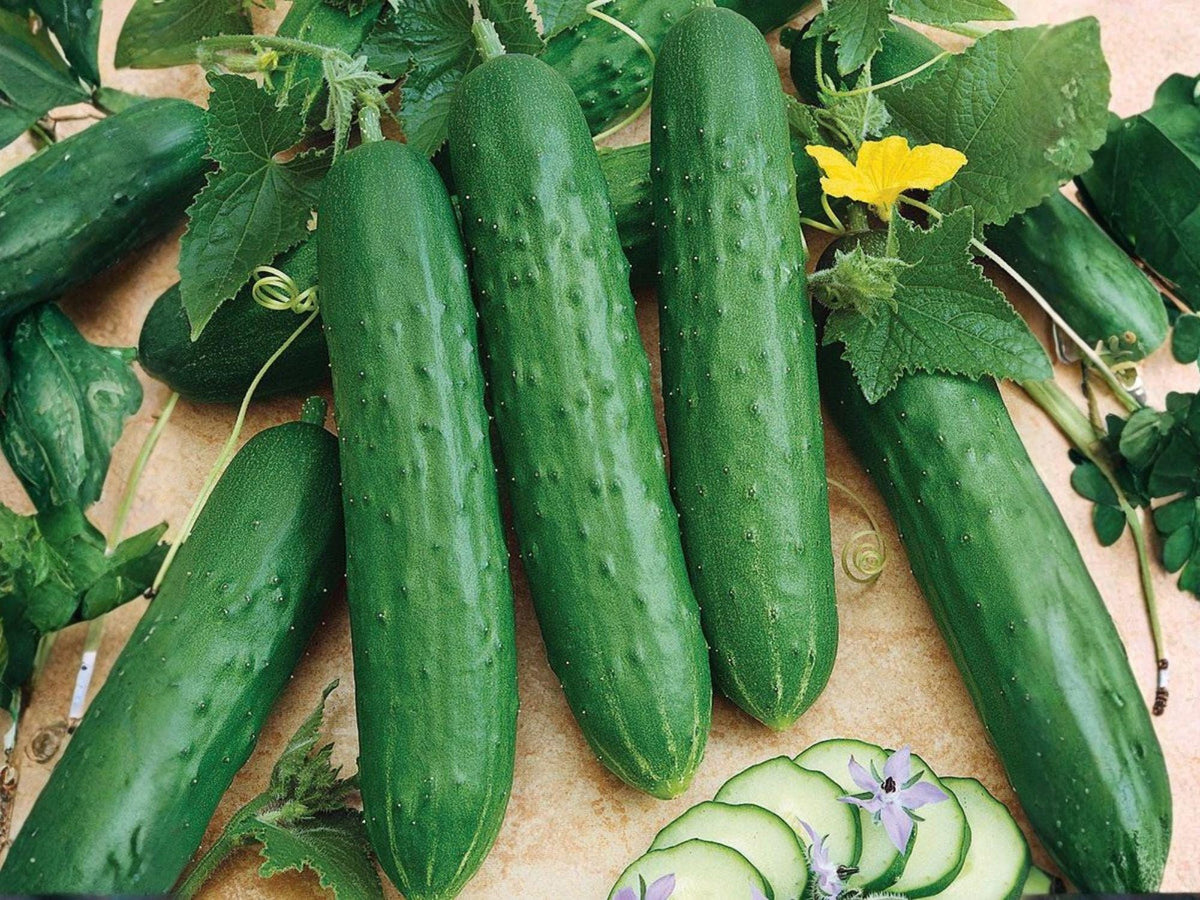 Spacemaster 80 Cucumber Seeds – 35 Bush Cucumber Seeds for Compact Patio Gardens
