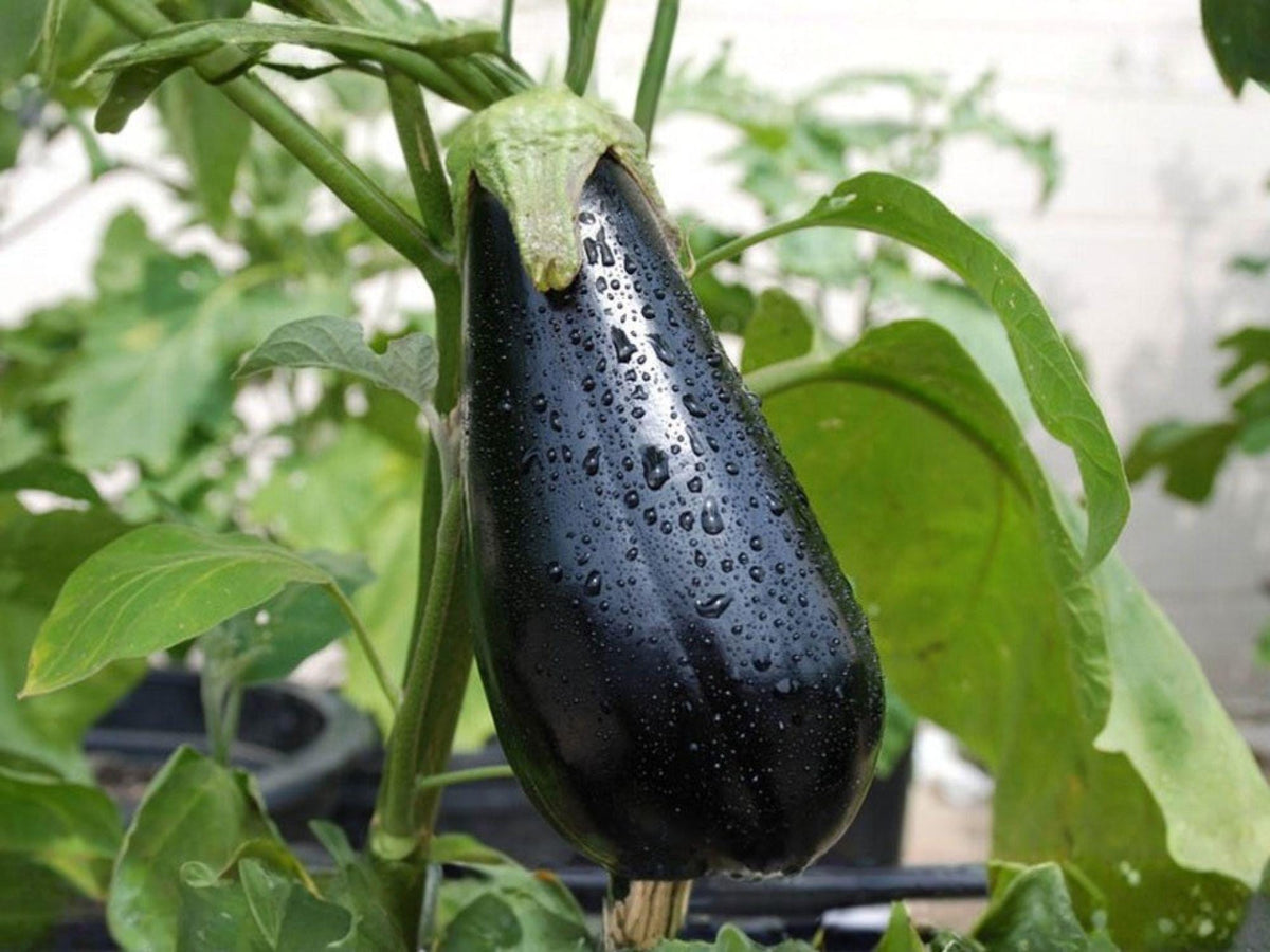 Black Beauty Eggplant Seeds – 100 Heirloom Aubergine Seeds for Planting