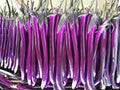 Long Purple Eggplant Seeds – 50 Heirloom Italian Aubergine Seeds for Planting