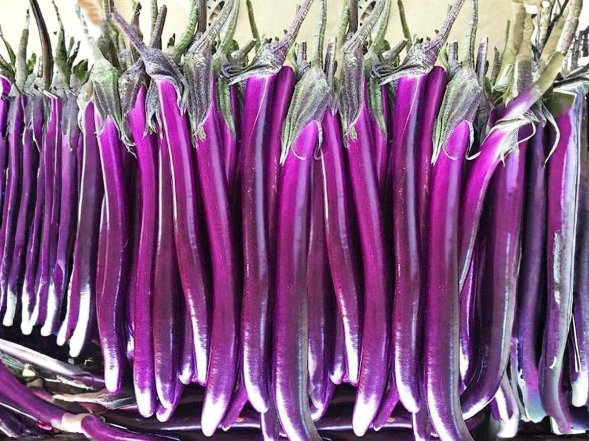 Long Purple Eggplant Seeds – 50 Heirloom Italian Aubergine Seeds for Planting