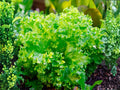 1000 Broadleaf Batavian Endive Seeds – Heirloom Lettuce