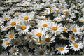Shasta Daisy Seeds 100 - Chrysanthemum Maximum White Perennial Flower