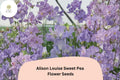 50 Alison Louise Sweet Pea Seeds - Deep Purple Tall Climbing Cottage Garden Flowers