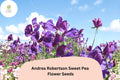 50 Andrea Robertson Sweet Pea Seeds - Deep Purple Climbing Flowers for Cottage Gardens