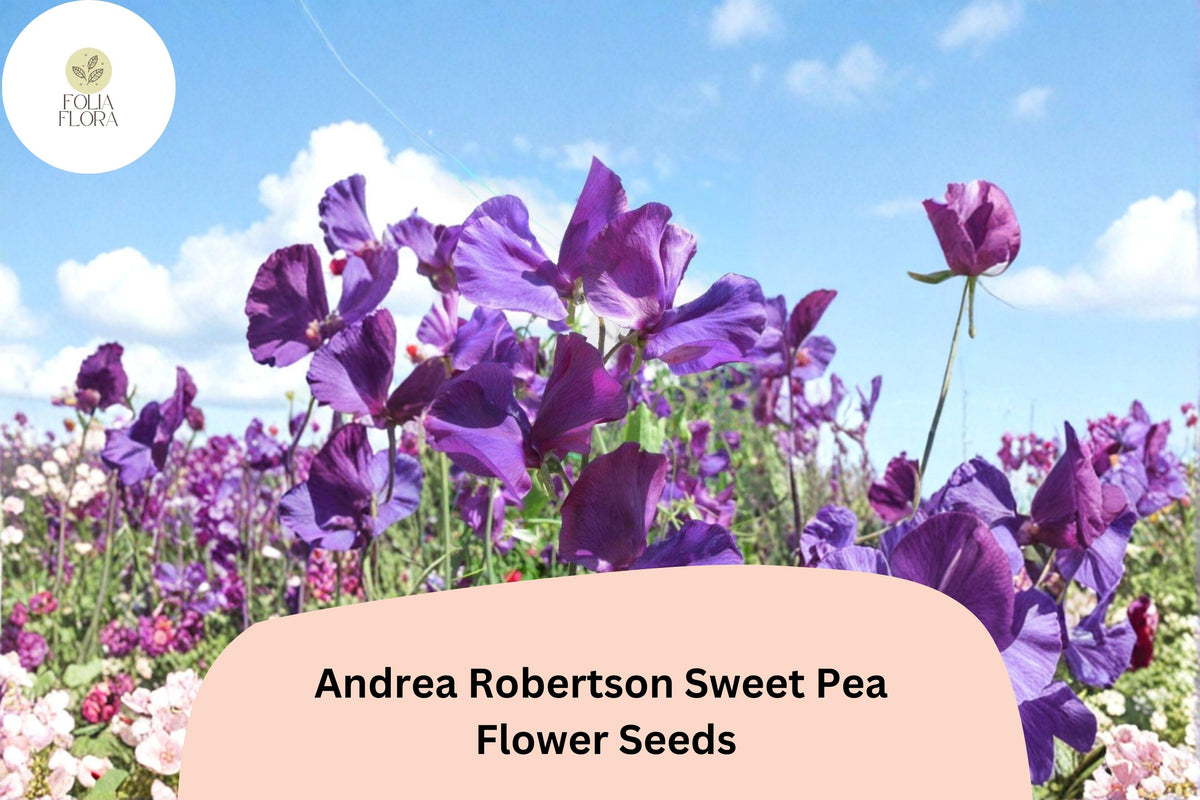 50 Andrea Robertson Sweet Pea Seeds - Deep Purple Climbing Flowers for Cottage Gardens