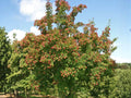 Tatarian Maple Seeds (10) – Acer tataricum – Hardy Ornamental Tree with Red Fall Color