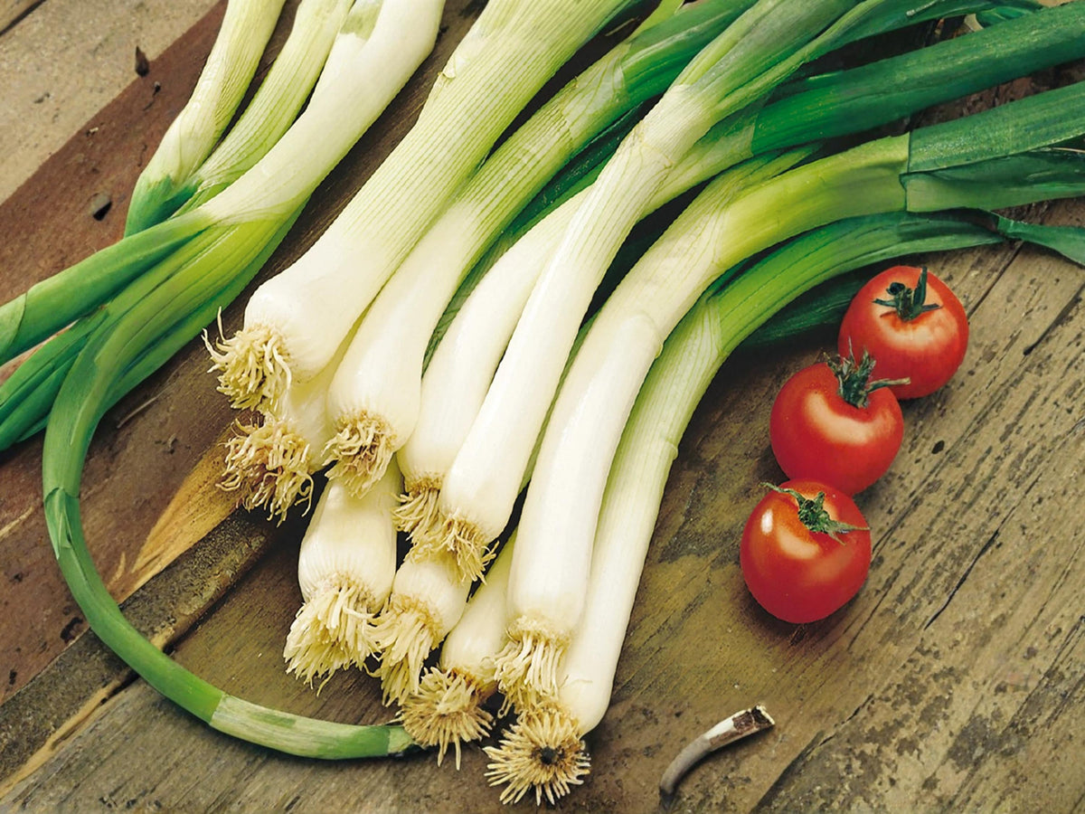 Evergreen Bunching Onion Seeds 50 – Heirloom Scallion for Kitchen Gardens