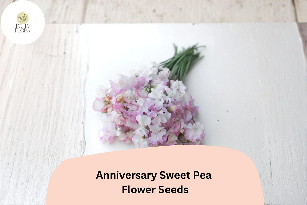 Anniversary Sweet Pea Seeds – Pink Climbing Flower, 50 Garden Planting Seeds