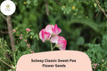 50 Solway Classic Sweet Pea Seeds - Soft Pastel Semi-Dwarf Climbing Flowers