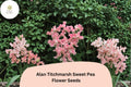 50 Alan Titchmarsh Sweet Pea Seeds - Soft Salmon-Pink Heirloom Climbing Flowers