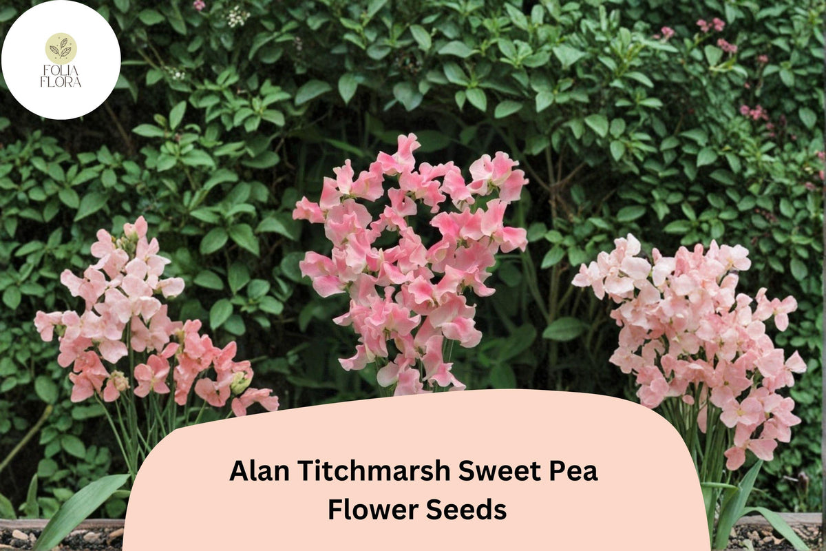 50 Alan Titchmarsh Sweet Pea Seeds - Soft Salmon-Pink Heirloom Climbing Flowers