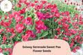 50 Solway Serenade Sweet Pea Seeds – Soft Pink Semi-Dwarf Climbing Flowers