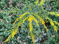 Elmleaf Goldenrod Seeds 100 - Solidago Ulmifolia Native Perennial Wildflower Pollinator Plant