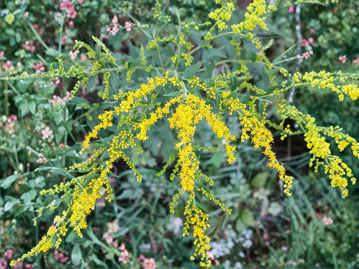 Elmleaf Goldenrod Seeds 100 - Solidago Ulmifolia Native Perennial Wildflower Pollinator Plant