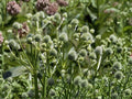 Rattlesnake Master Seeds 100 - Eryngium yuccifolium Native Prairie Perennial