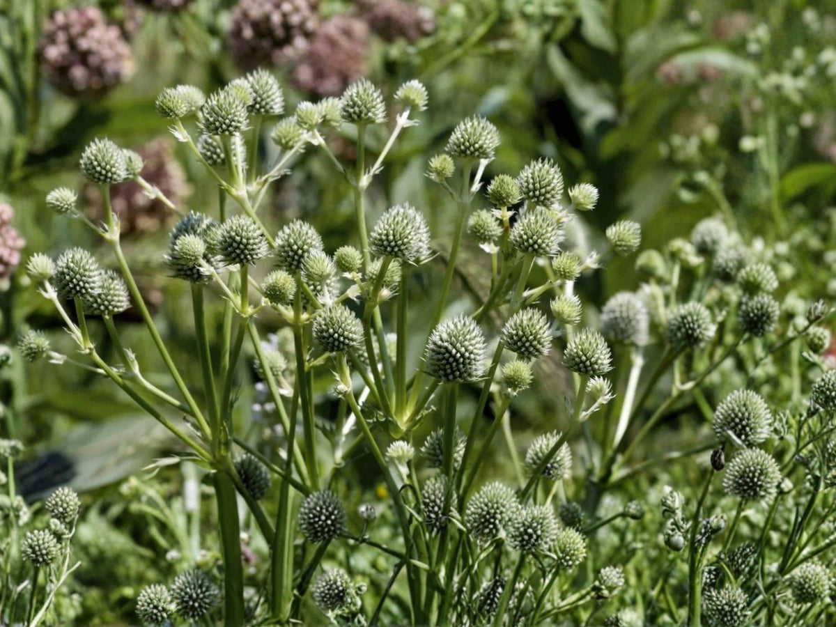 Rattlesnake Master Seeds 100 - Eryngium yuccifolium Native Prairie Perennial