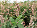 Pinkweed Seeds 15 - Persicaria pensylvanica Native Smartweed Pollinator Plant