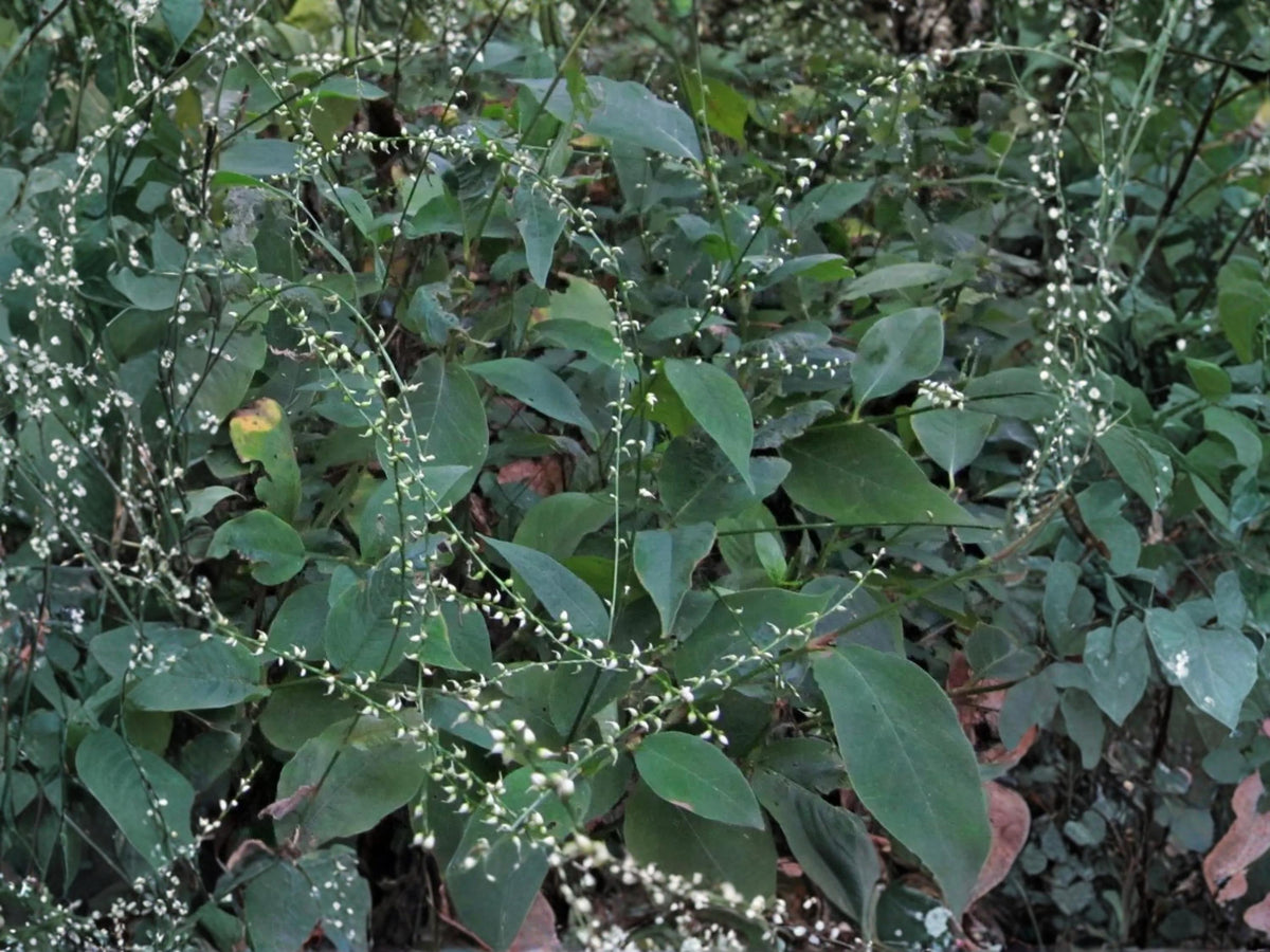Virginia Knotweed Seeds 15 - Persicaria virginiana Native Woodland Perennial for Shade Gardens