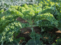 Dwarf Siberian Improved Kale Seeds – 500 Cold Hardy Heirloom Seeds for Planting